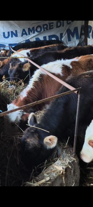 Vând 8 vitele de rasa