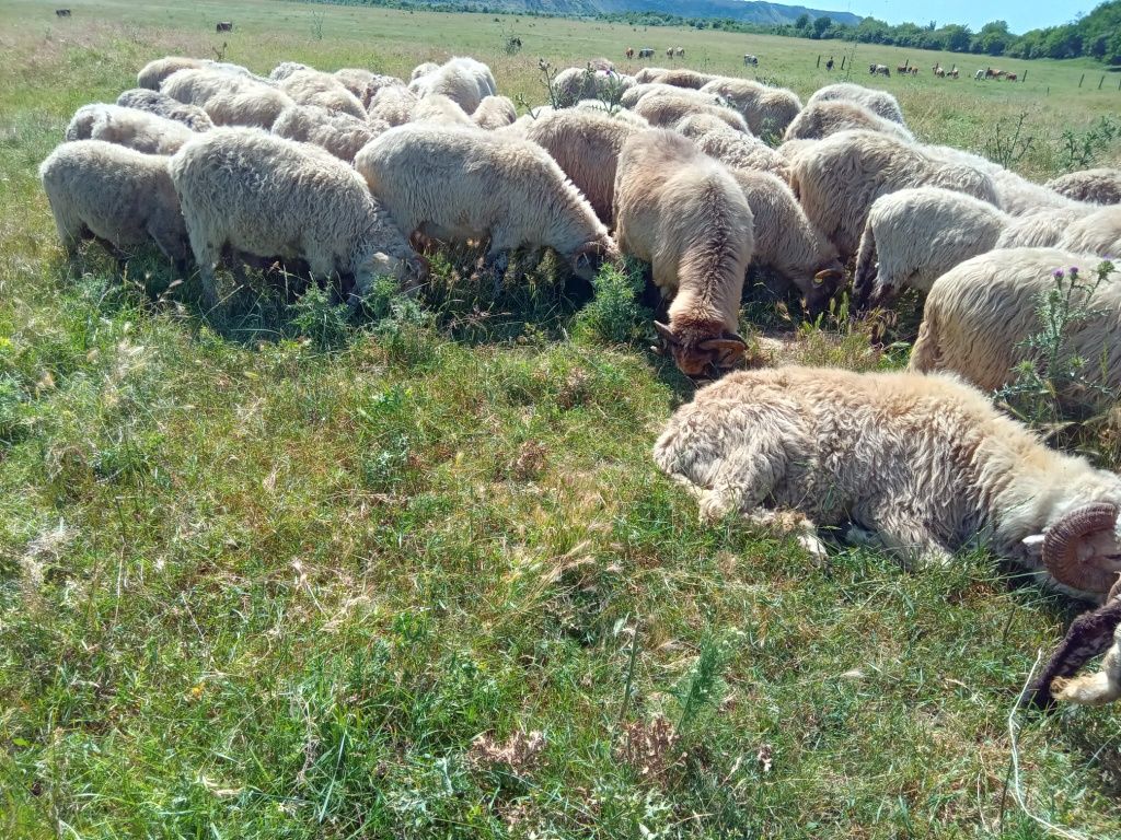 Berbeci oi de ținut și miei
