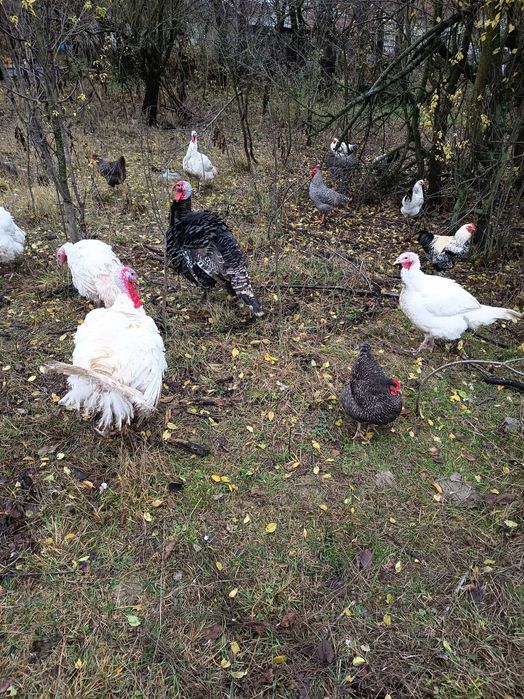 Curcani rasa de carne