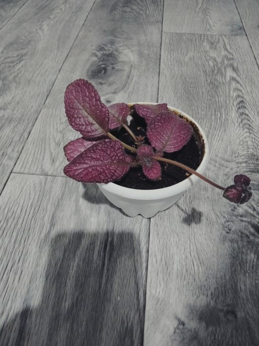 Эписция, комнатные растения