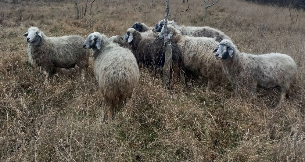 7 Oi și un Berbec Brumarii