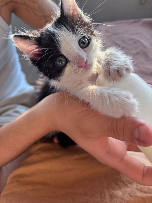 Отдам котят в добрые руки