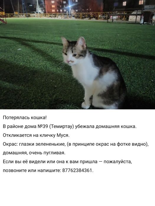 потерялась кошка