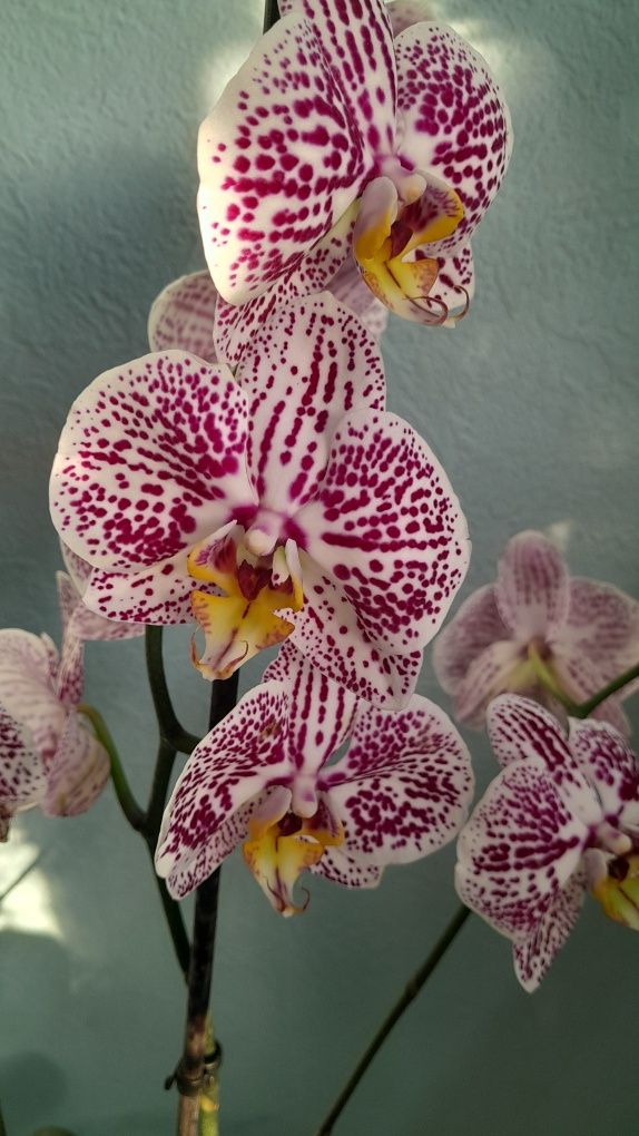 Орхидея домашняя адаптированная