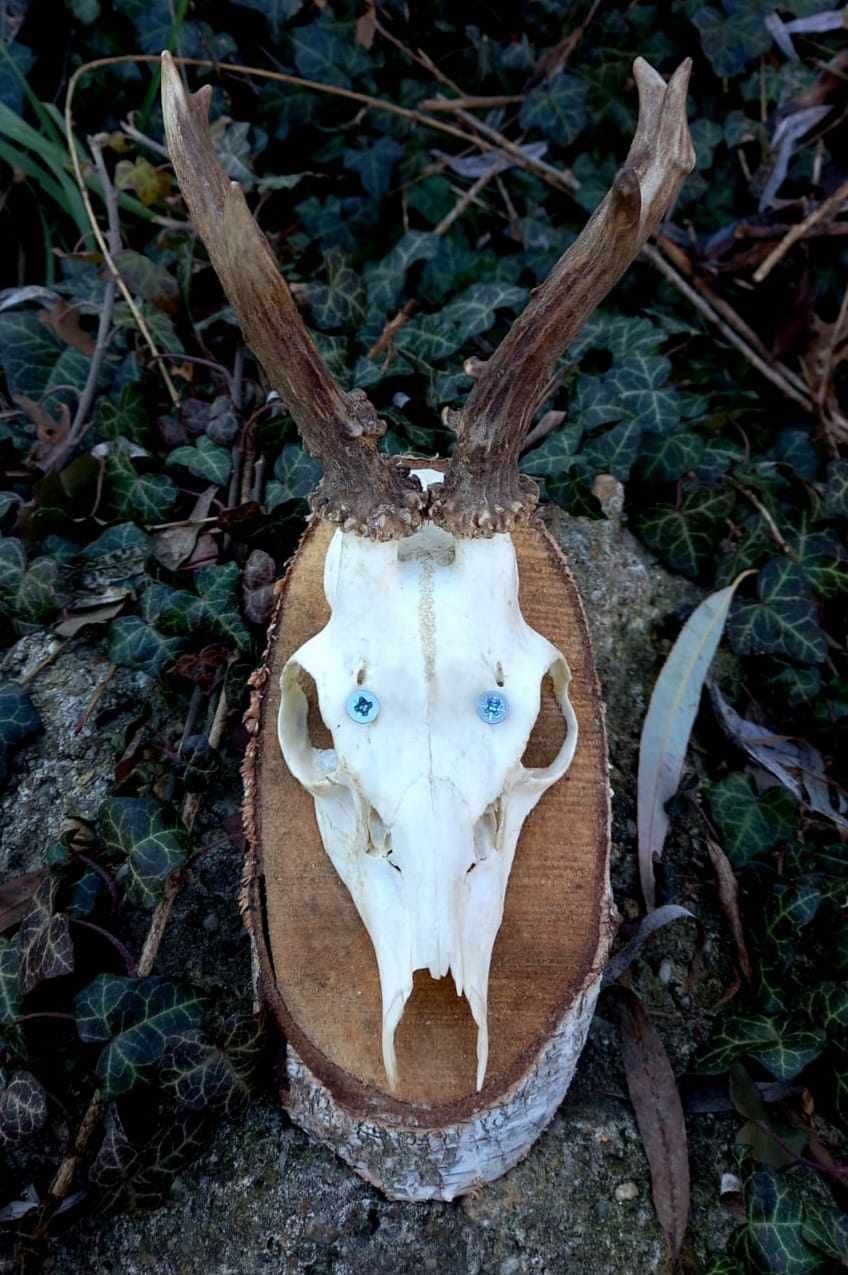 trofeu.trofee.craniu.coarne de caprior nr 5