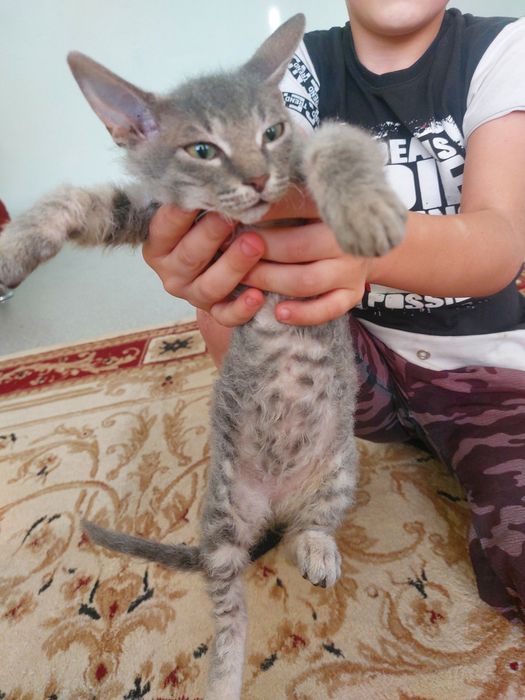 Продам катят сфинкс ф