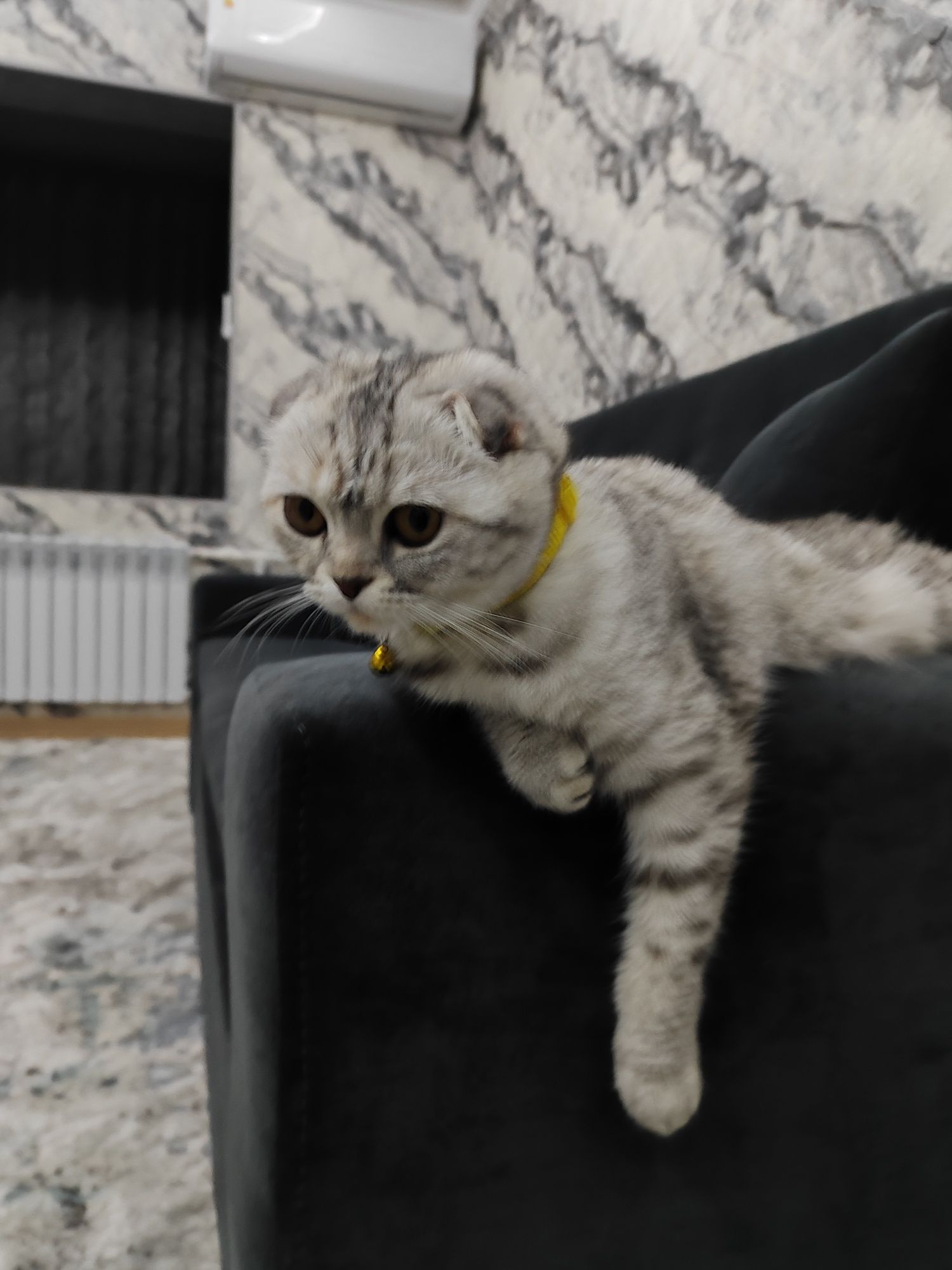 Продам свою кошку Лару