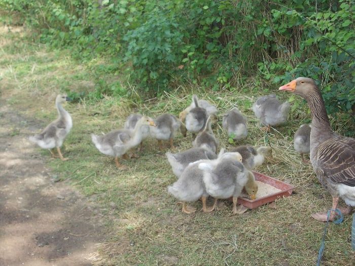 Pui de găină de țară cu imunitate crescuta