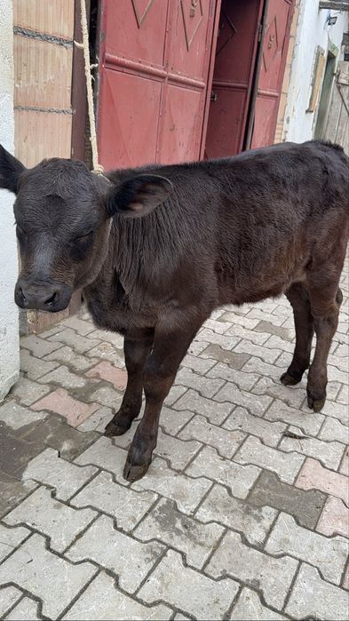 Vand vitea angus de 1 luna jumate