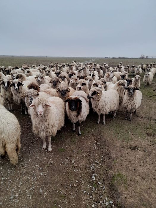 Vând oi și miei 2 - 3 - 4