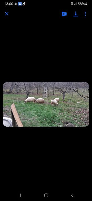 Oi de vânzare! 650 lei