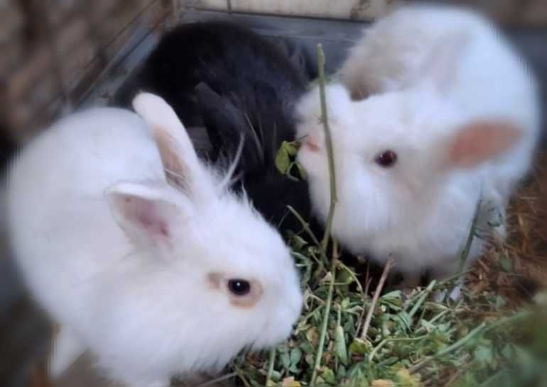 Vând iepurași cap de leu