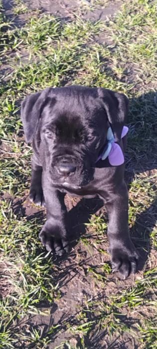 Vând câine cane corso rasă  italian