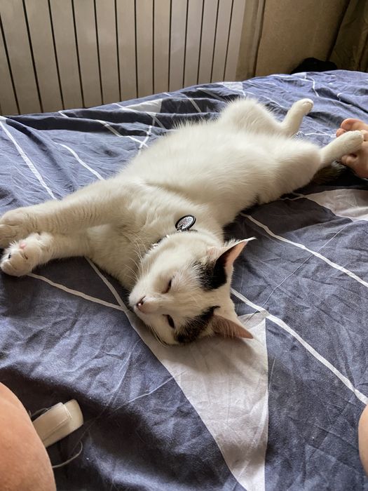 Пропал белый кот