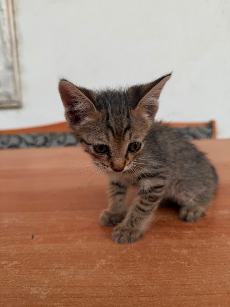 Котята, 1,5 месяца
