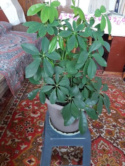 Продам цветок шефлера  3000 тг