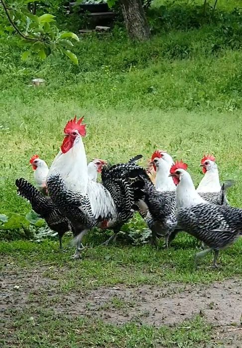 Брекель серебро тауықтары