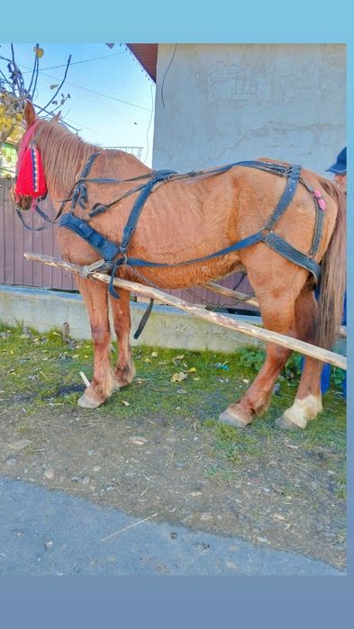 Vând sau schimb cal