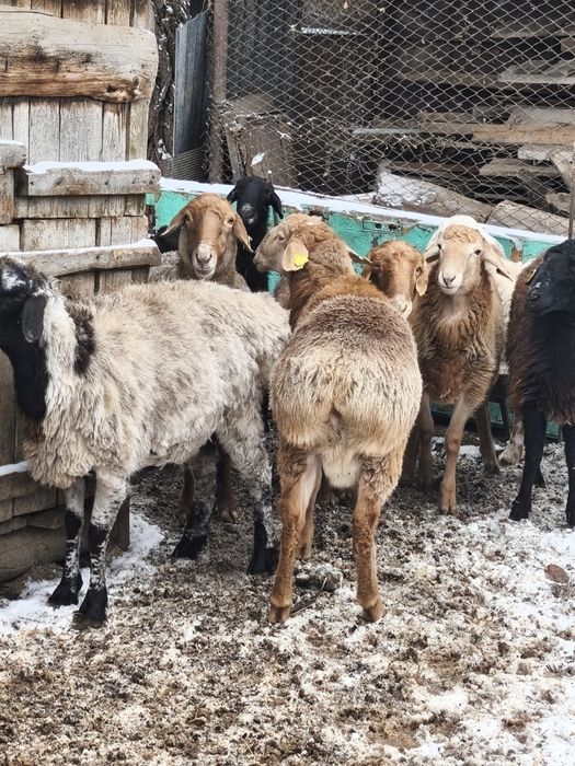 Продаю домашних баранов