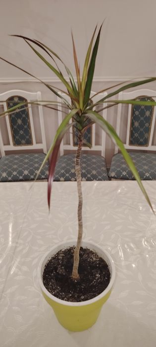 Цветок Дарацена сатылады