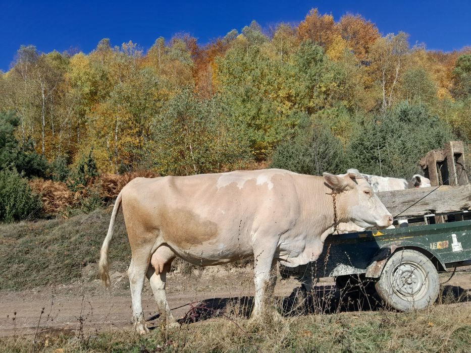 Vând vacă cu vițel
