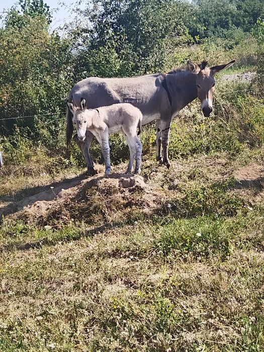 2 măgărițe cu pui