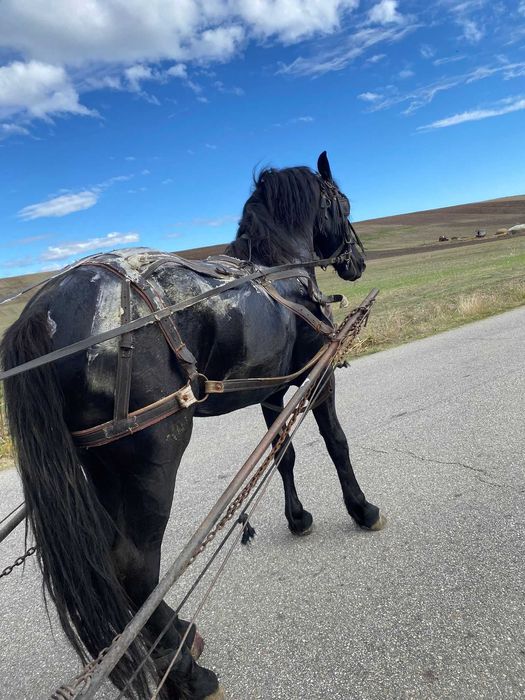 Armăsar frizian de vânzare