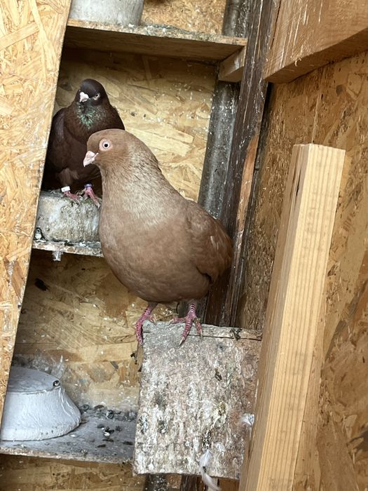 Vand Jucatori de Galati