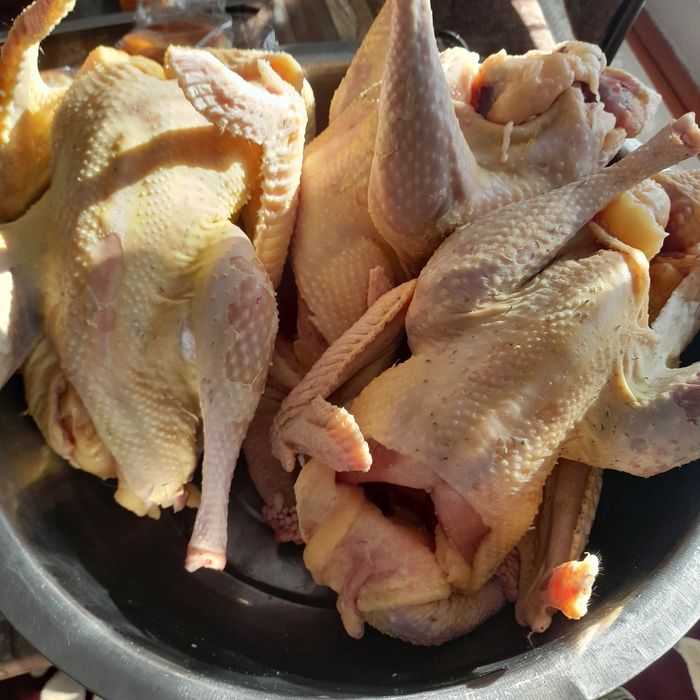 Индюки. Домашние