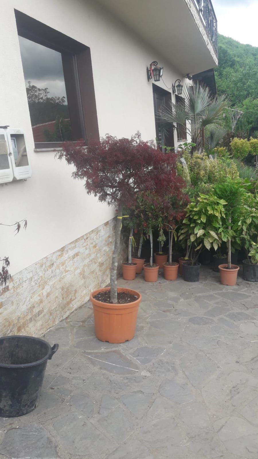 Plante ornamentale diverse preț accesibil