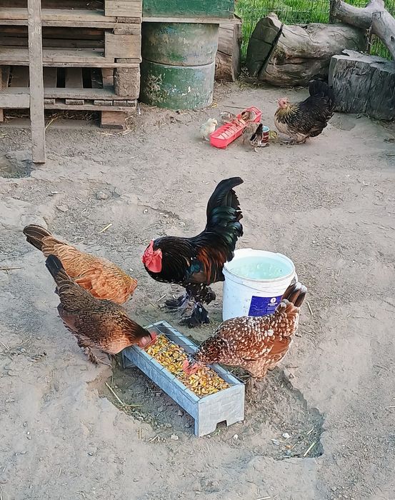 Gaini pitici și cocoșei