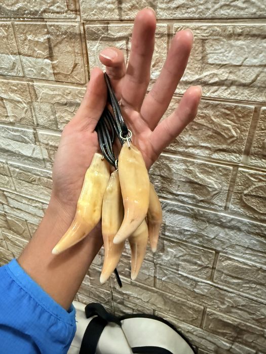 Қасқыр,аю,түлкі терісі