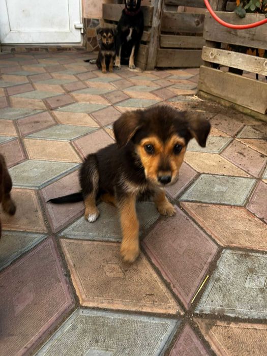 Donez 6 puii de caine