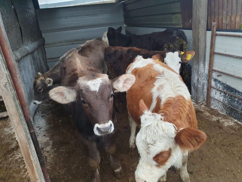 Vabd 4 vitele si 1 tauras