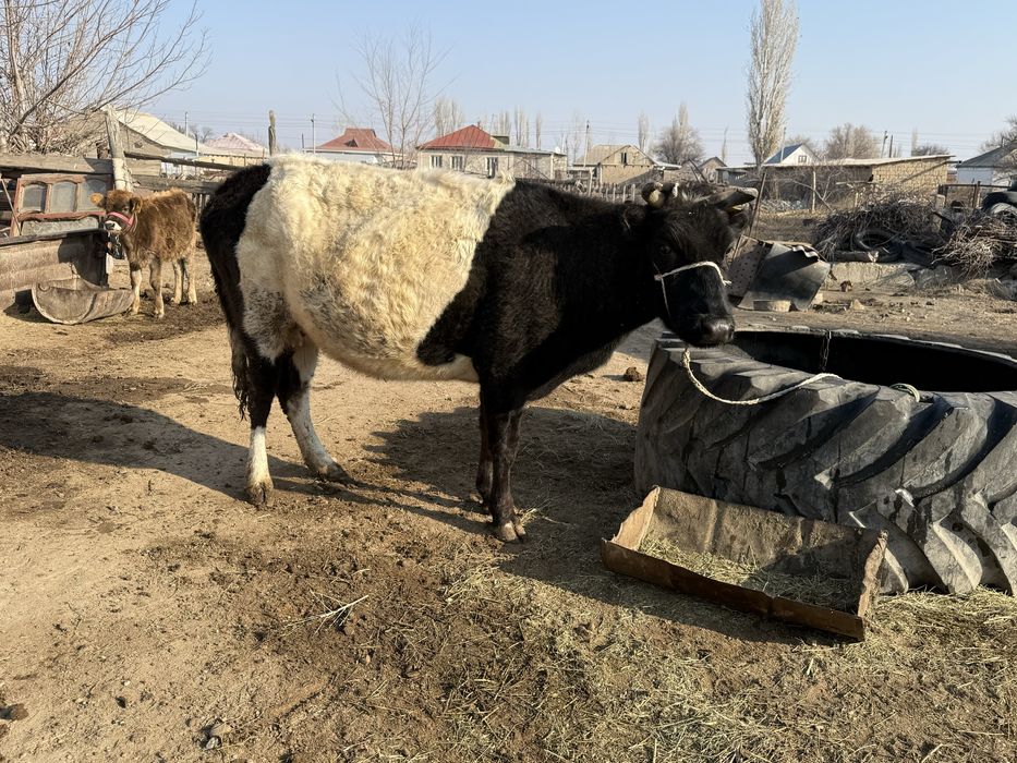 Сиыр корова 2 отел