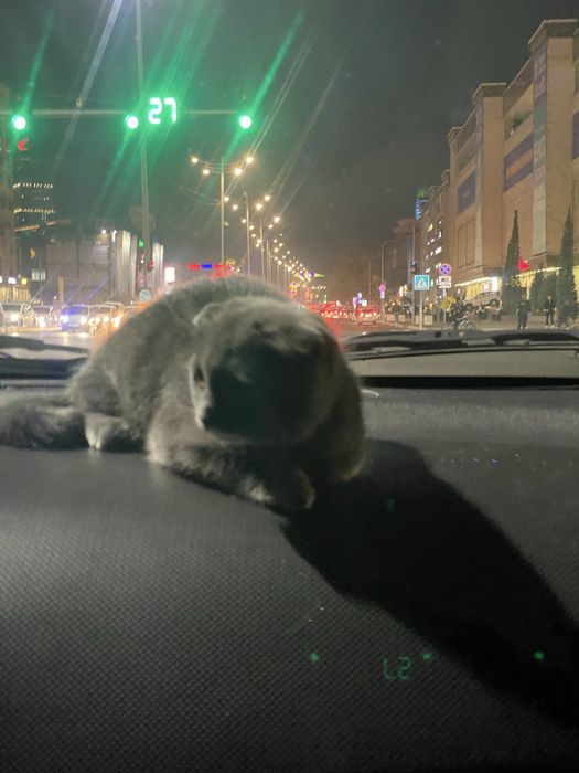 mushuni qchigi kelishtrp beraman