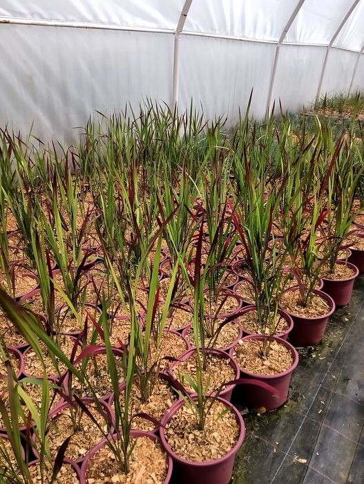 Iarbă roșie, Imperata cylindrica Red Baron