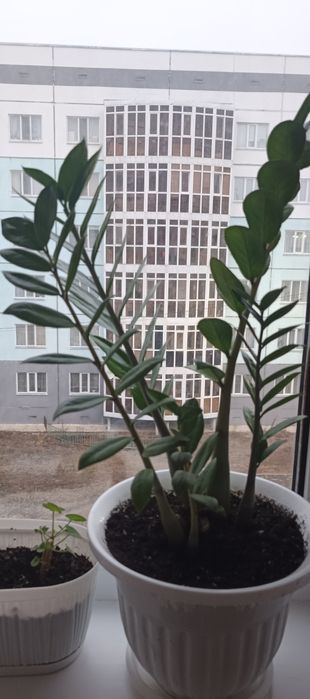 Продам замиокулькас