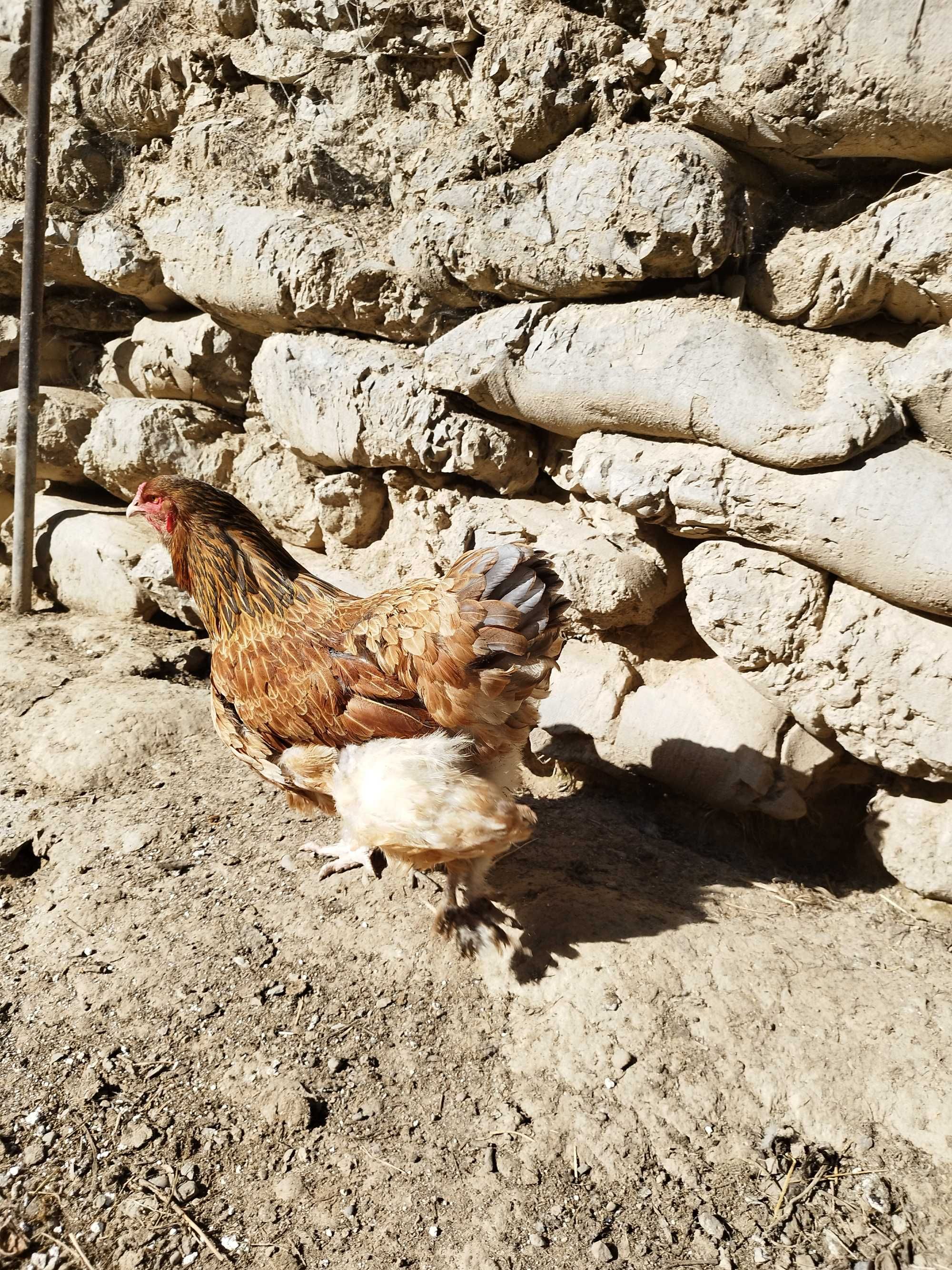 Продам курицу брама