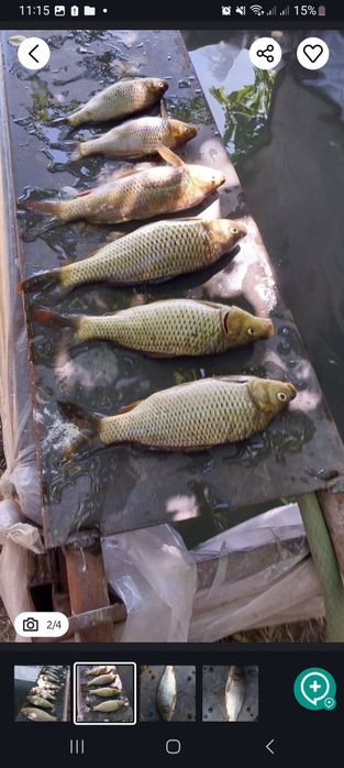 Срочна продается рыба сазан