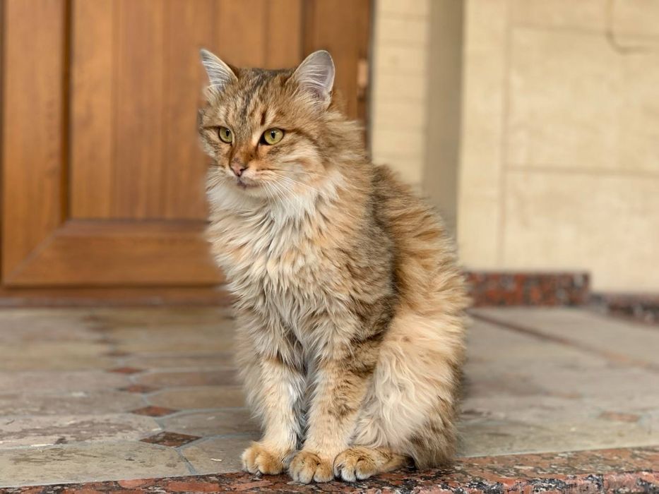 Отдаю в хорошие руки кота