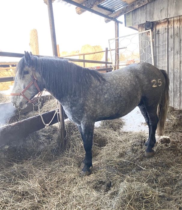 Продается жеребец 5 лет