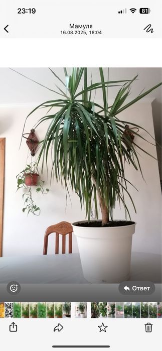 Продам Драцена высота 120