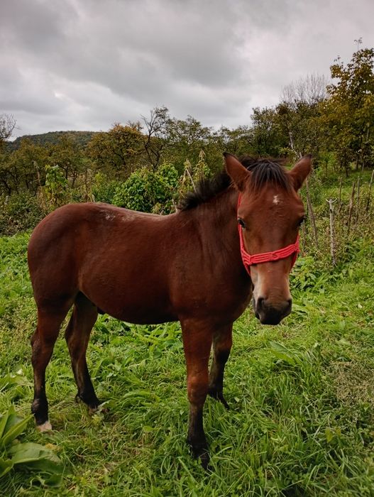 Vând mânz de 5 luni
