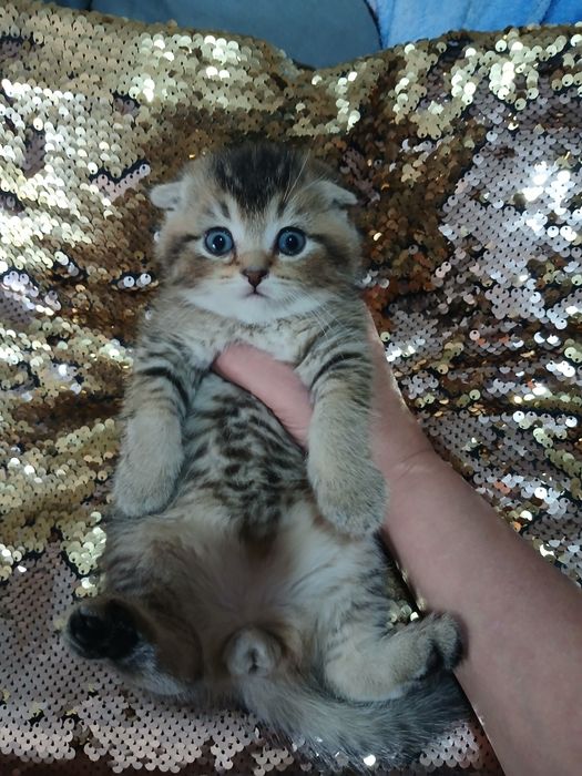 Продаю котят шиншил