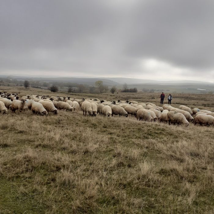 Vînd  150 de oi țurcane