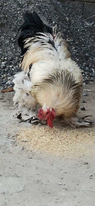 Брама хуроз сотилади