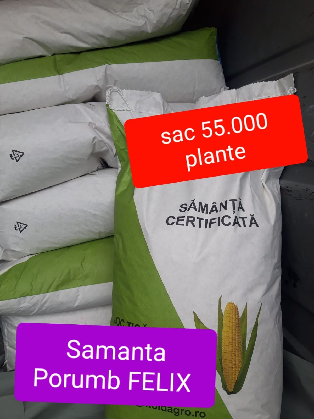 Samanta Porumb Certificat FELIX, Fundulea 475M, Magnus ,Turda 200,344