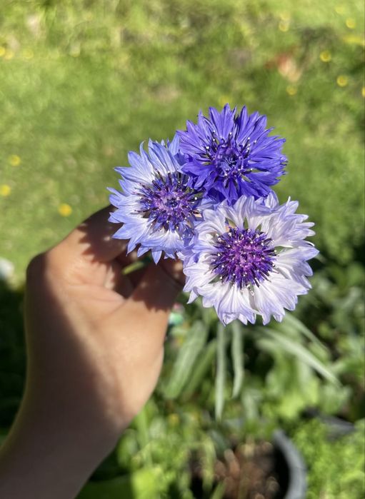 Seminte de albăstrea (Centaurea cyanus) 100pcs