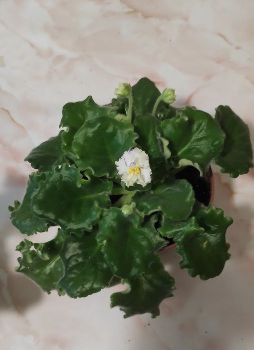 Продам комнатные растения